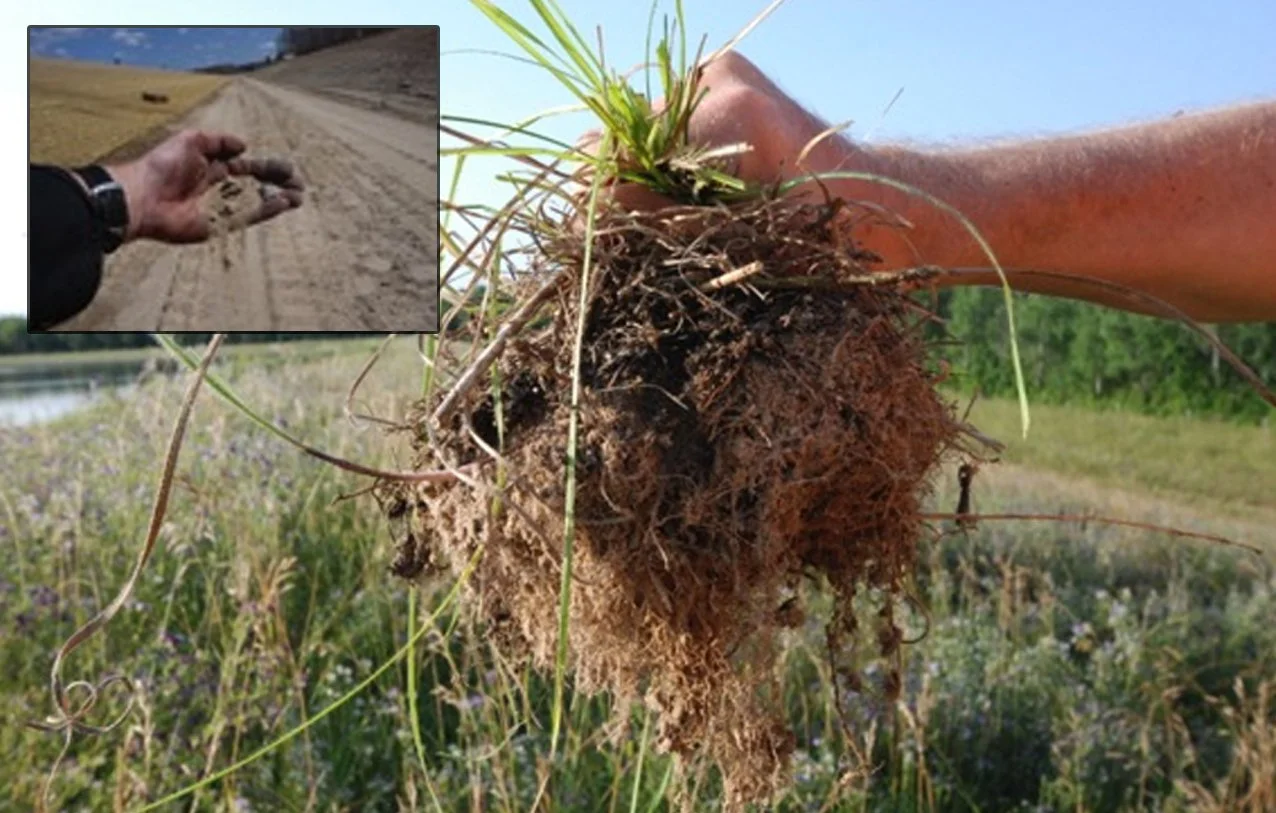 Close-up of a person's hand holding a dense, tangled clump of grass with roots, with a farm field and clear blue sky in the background. An inset image shows a hand holding a small root or soil sample on a dirt road.