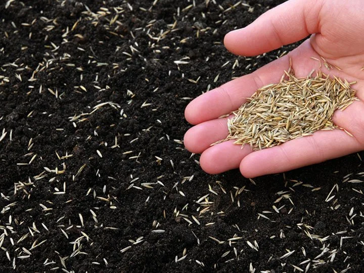 Close-up of a hand holding wheat seeds over dark soil with sprouting seeds.