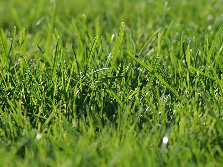 Close-up of green grass on a sunny day