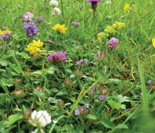 Wildflowers in a grassy field, including yellow, purple, and white flowers.