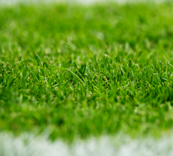 Close-up of green grass on a lawn