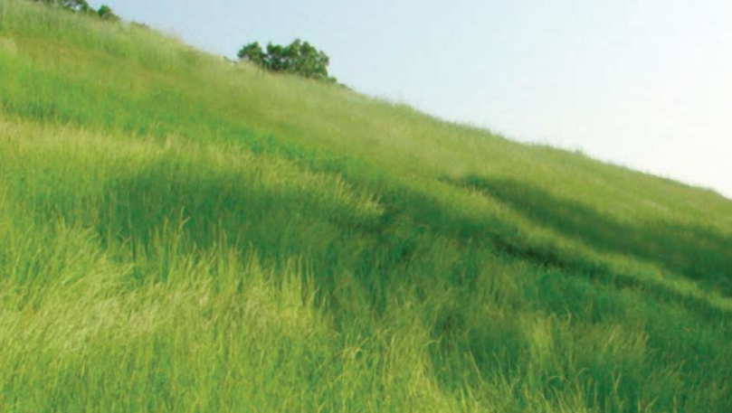 A lush green hillside with grass and a few trees in the distance under a clear sky.