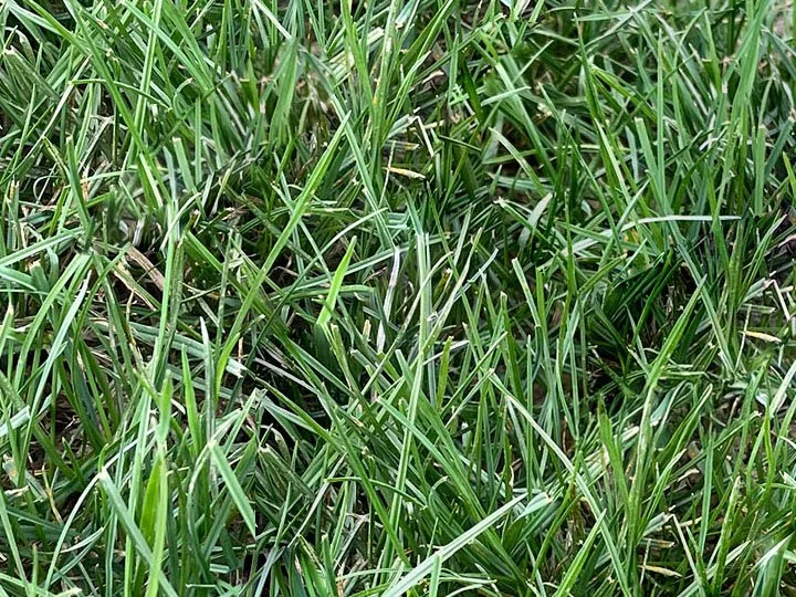 Close-up of green grass blades in a lawn.