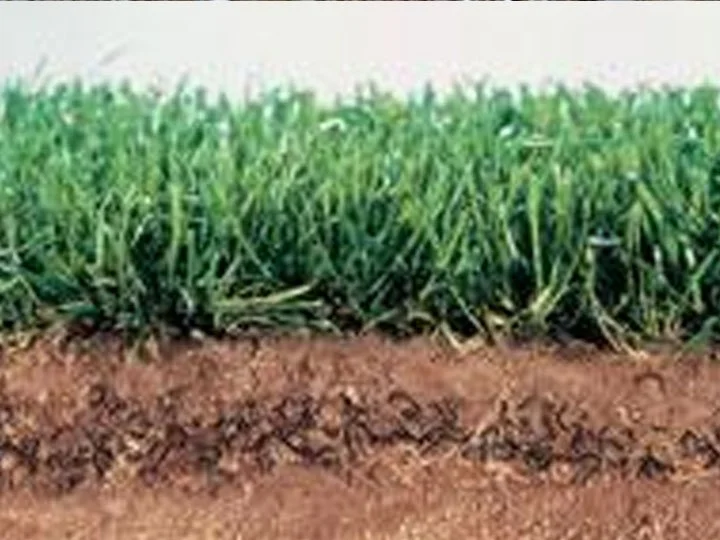 Close-up of green grass growing above soil in a garden or field.