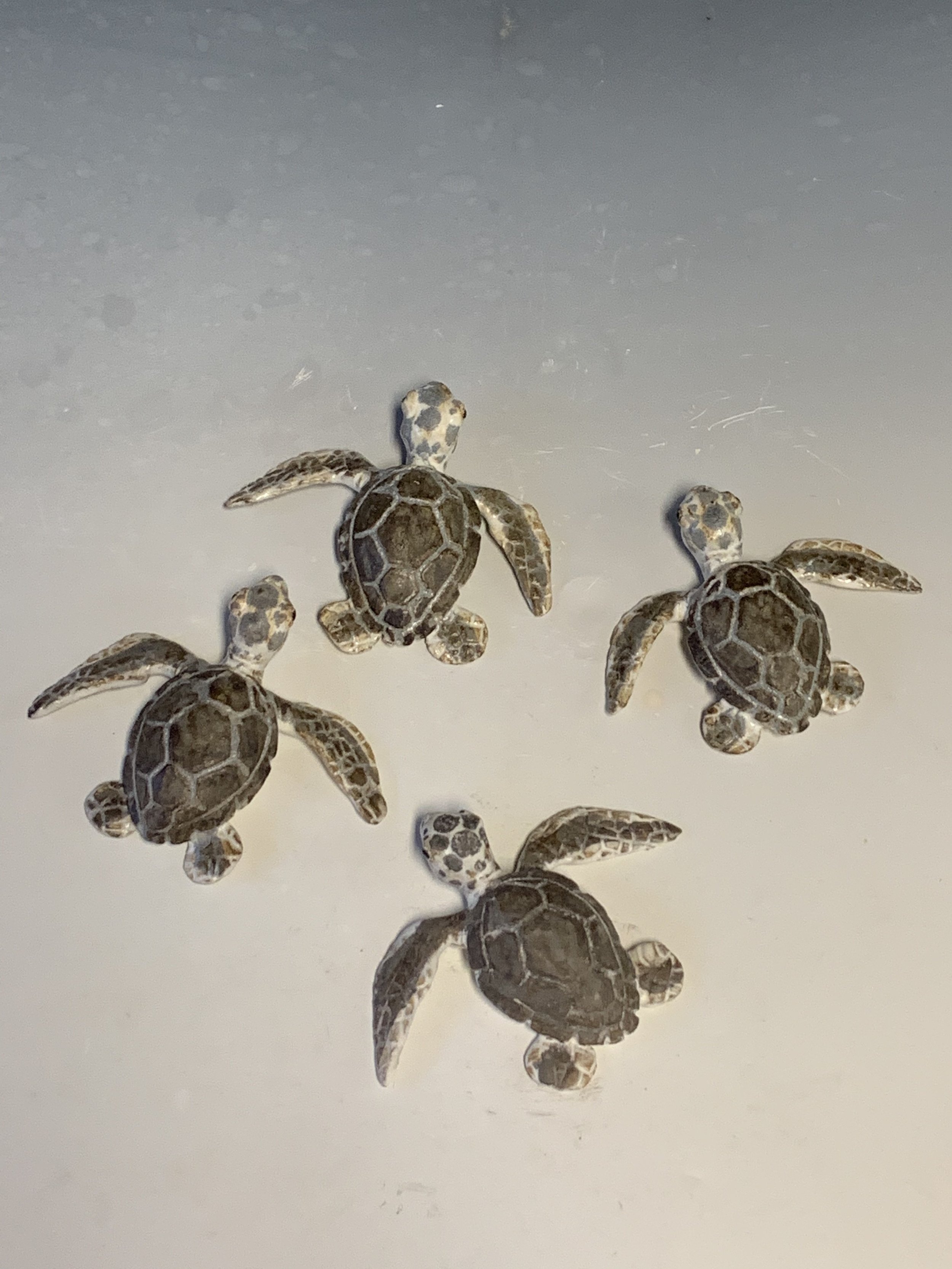 Baby Green Wall Turtle
