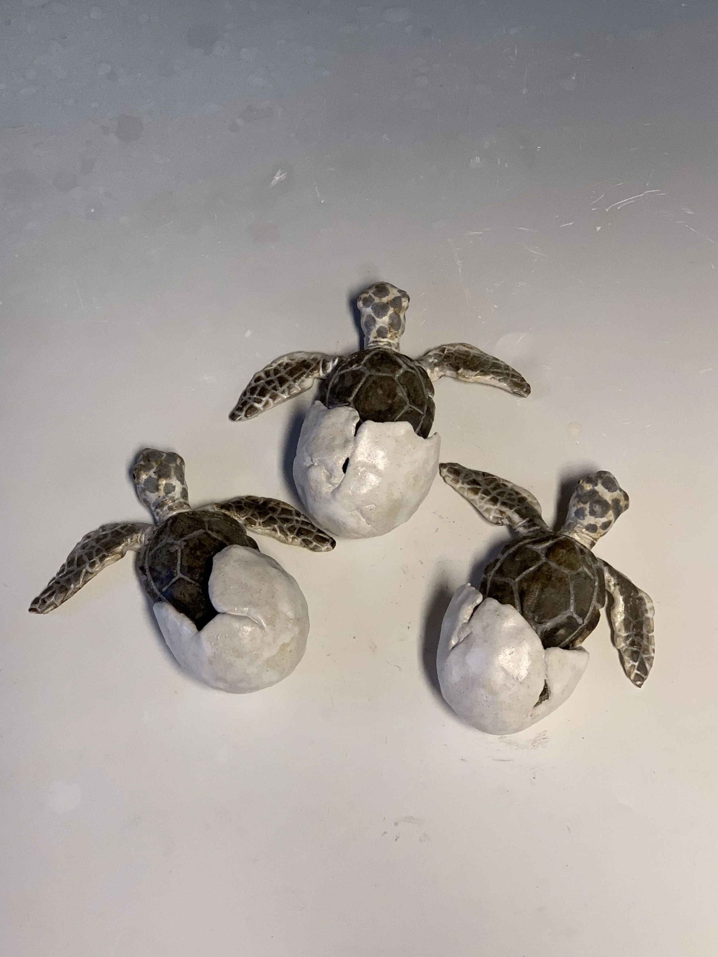 Hatching Baby Green Wall Turtle