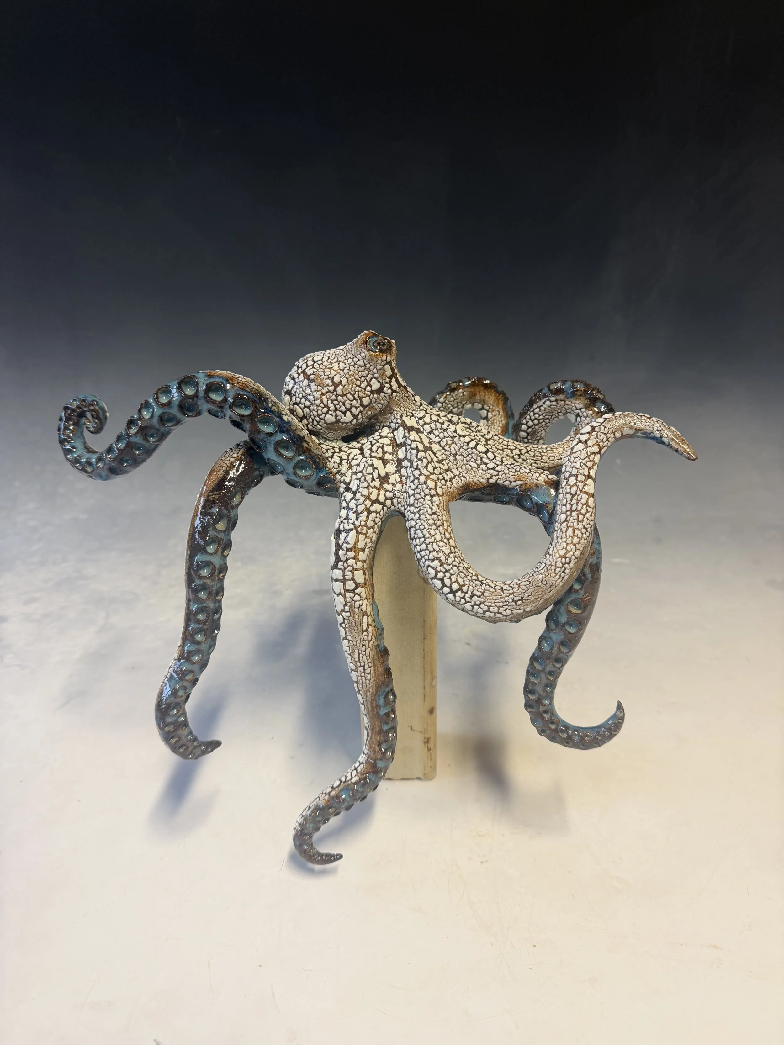 Shelf Octopus