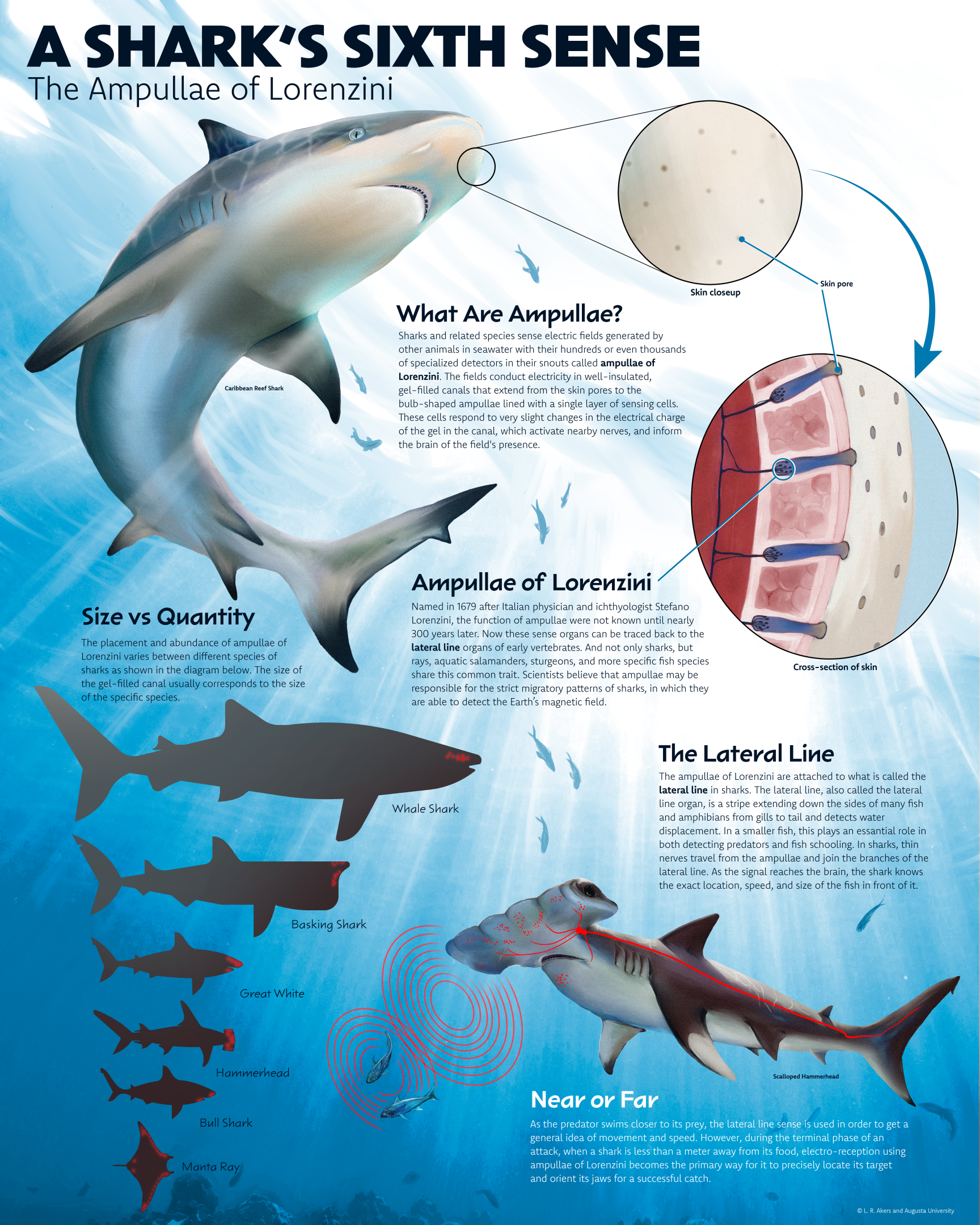 Ampullae of Lorenzini