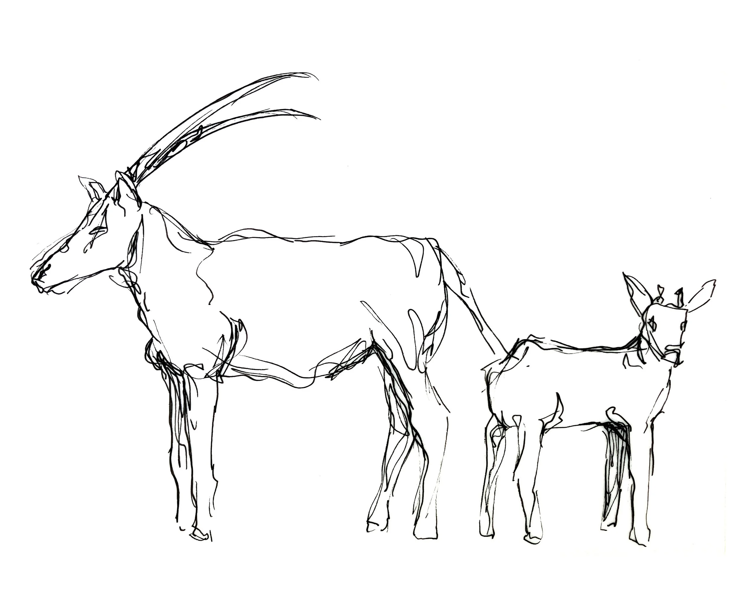 Deer Insta.jpg