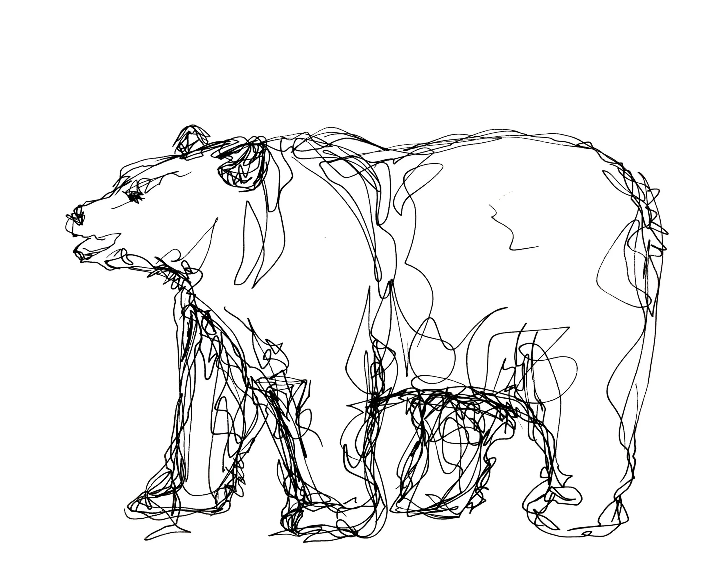 Bear Insta.jpg