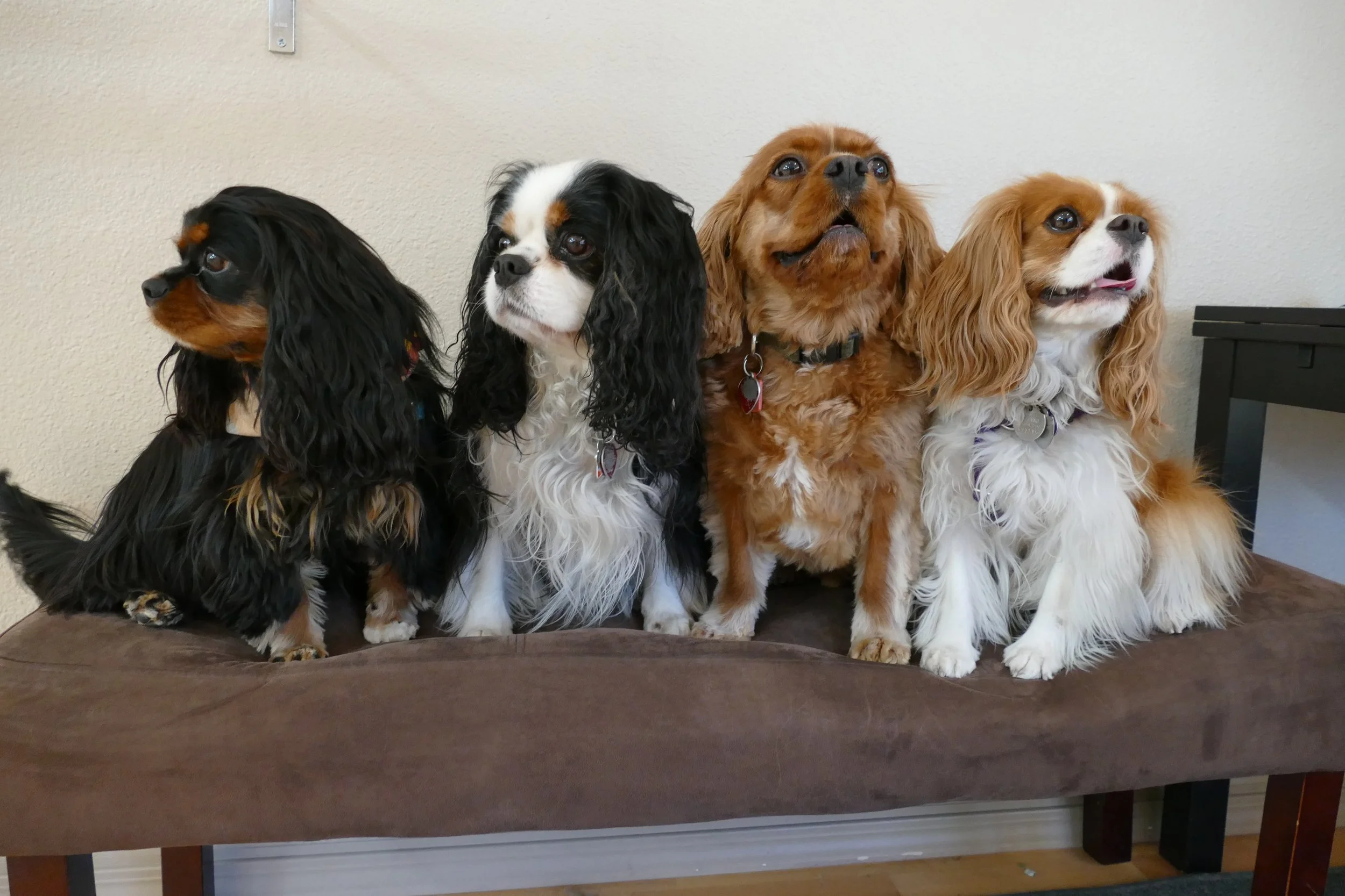 Four dogs sitting on a wooden table against a plain wall.