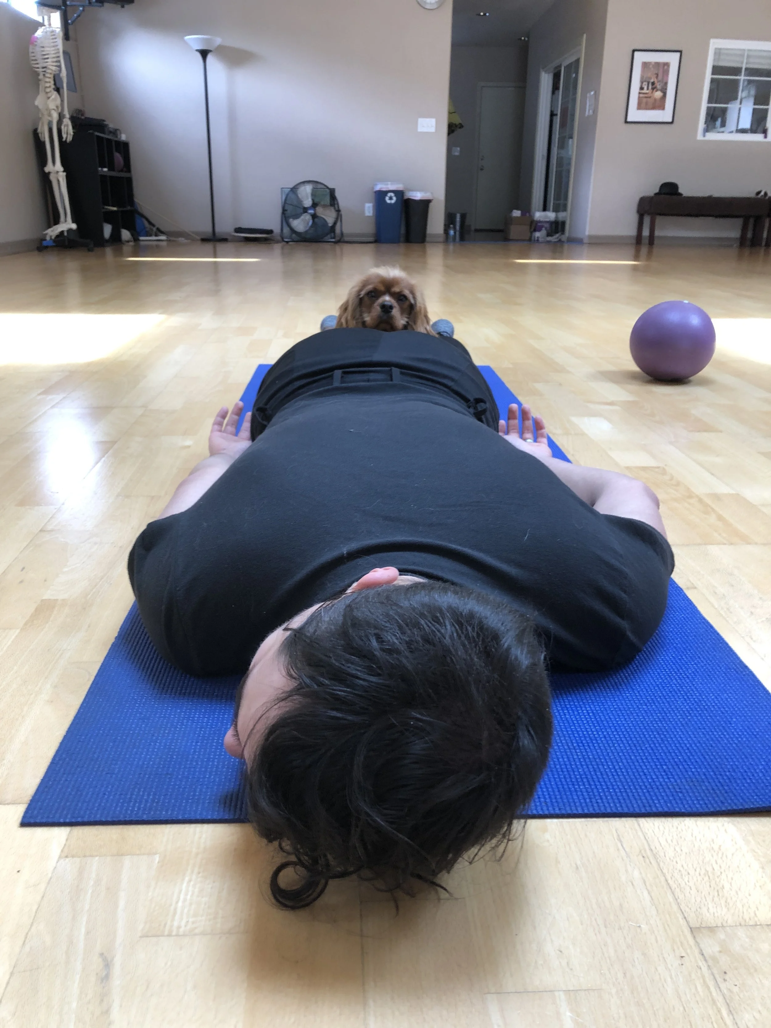 Person lying on a blue yoga mat in a spacious room, with a brown dog sitting behind their head looking at the camera. The room has hardwood floors, a purple exercise ball, and various furniture and objects in the background.
