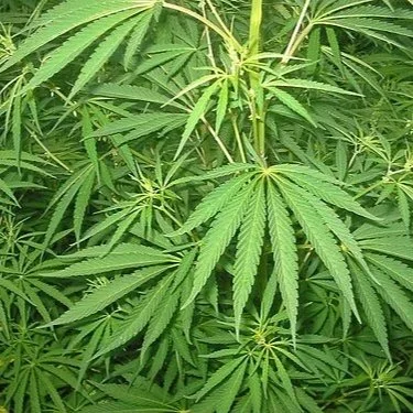 Marijuana for Christians?