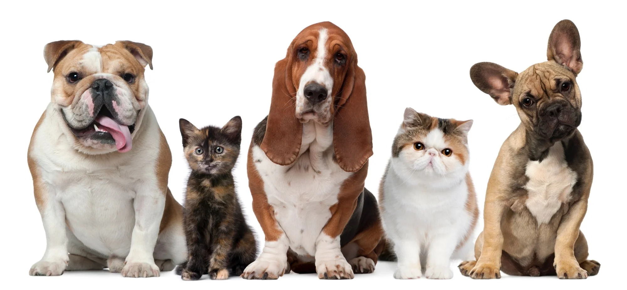 Q&amp;A: Will there be animals and pets in heaven?
