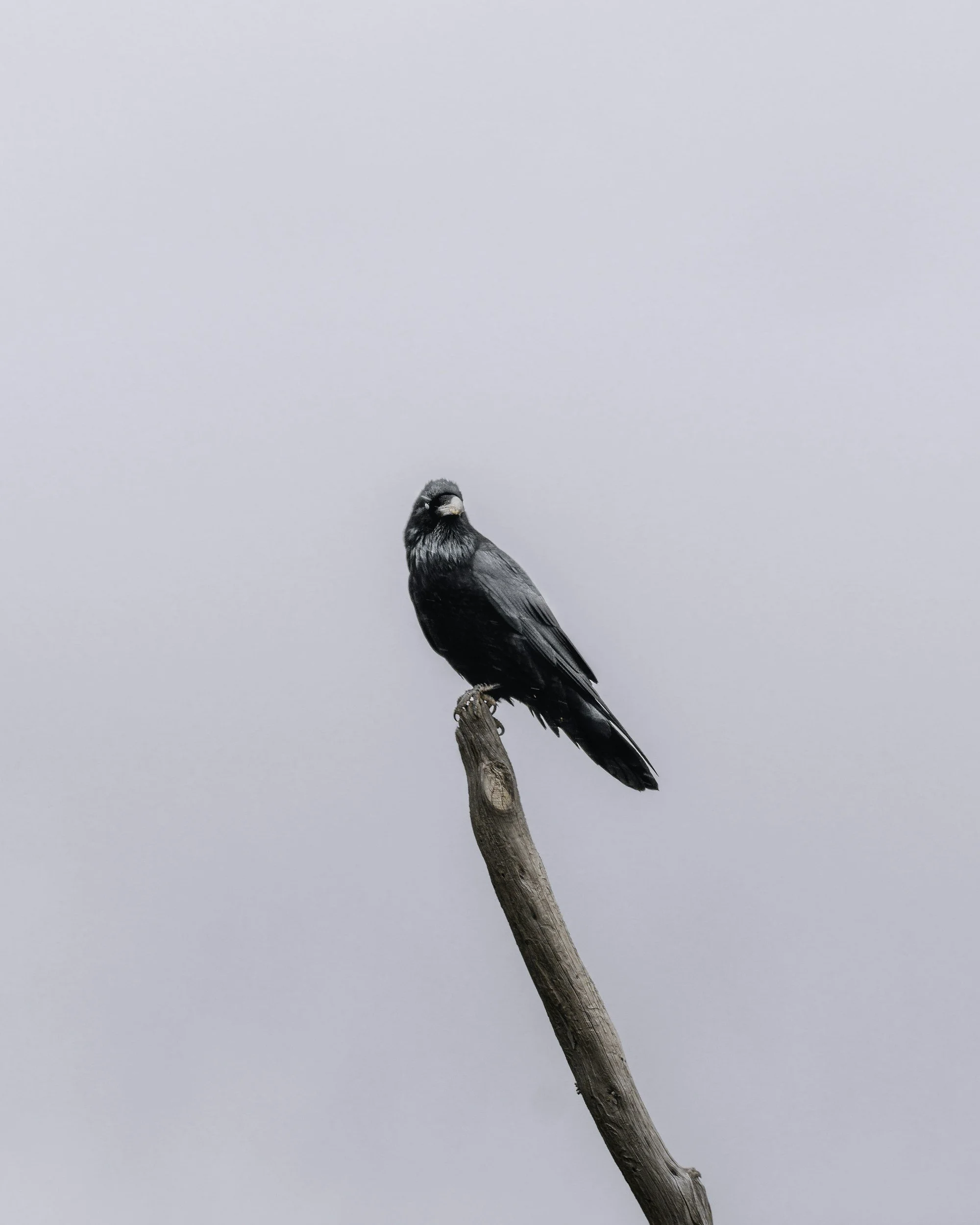 crow marketing