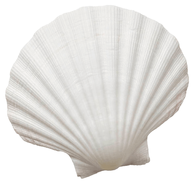 A white seashell with ridges, isolated on a transparent background.