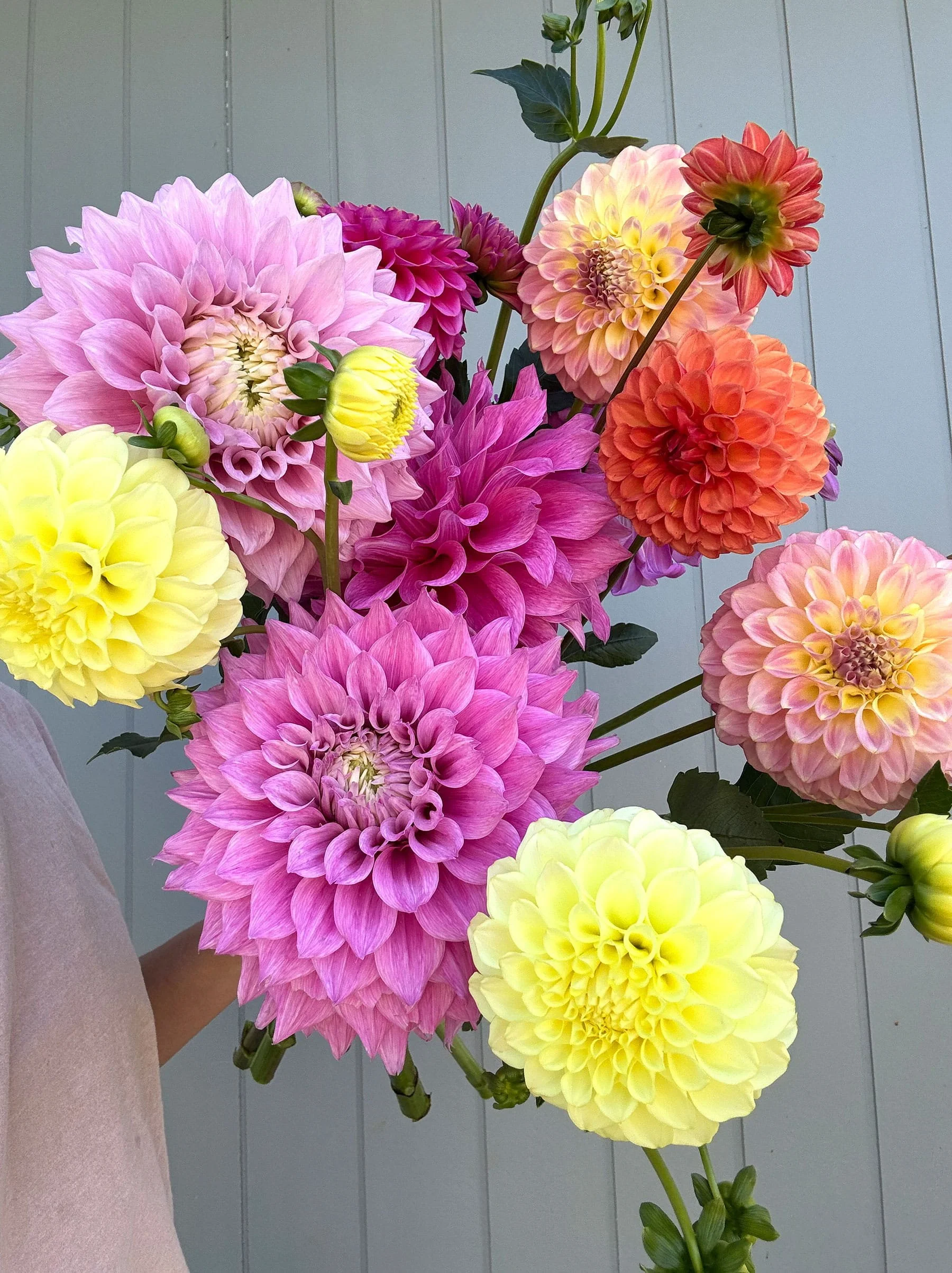Market Bunch_Gilliflower Studio_Dahlias.jpg