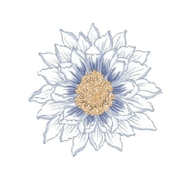 A detailed illustration of a flower with white petals and a yellow center, set against a black background.