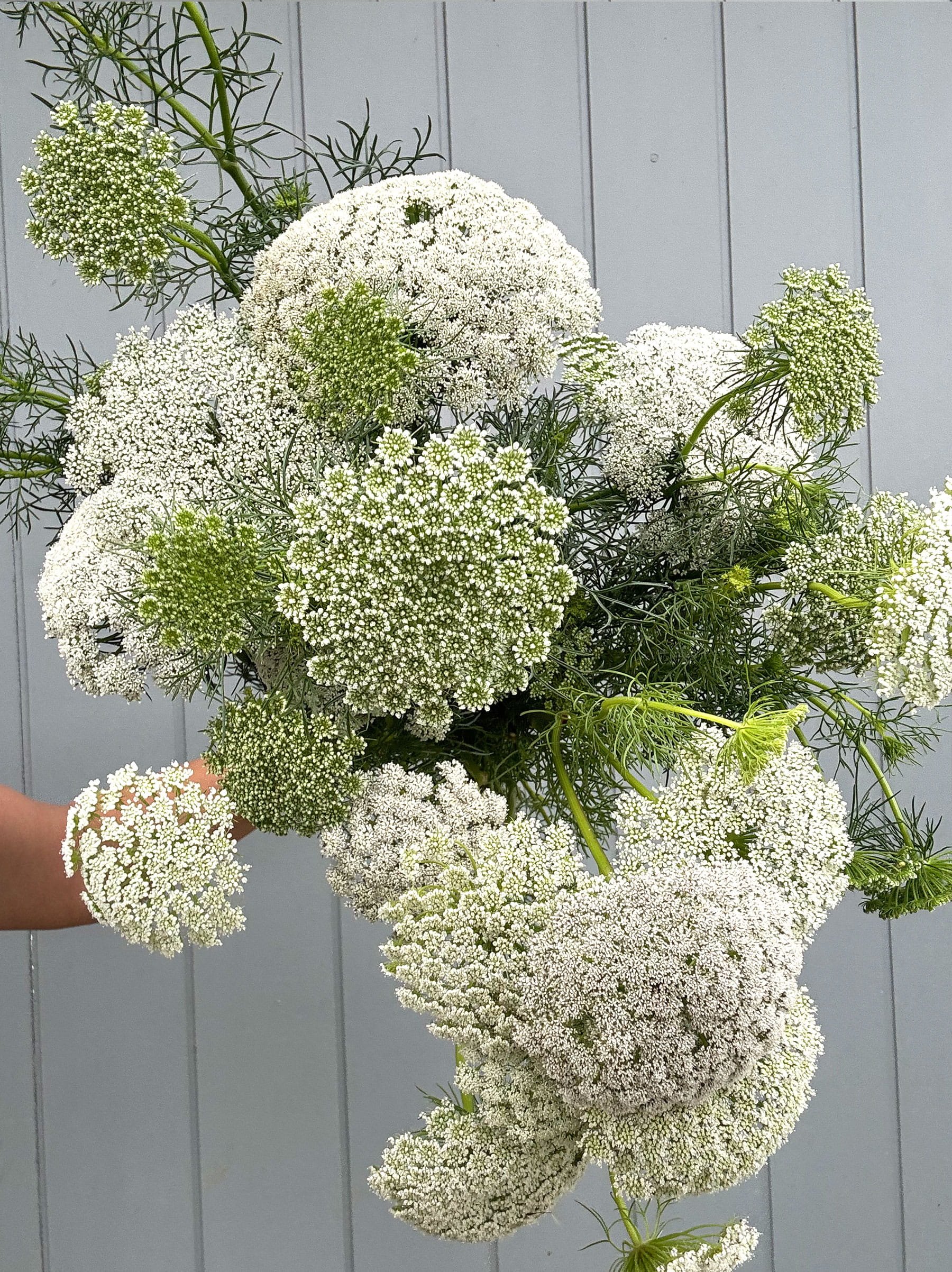 Market Bunch_Gilliflower Studio_Rice Flower Bouquet.jpg
