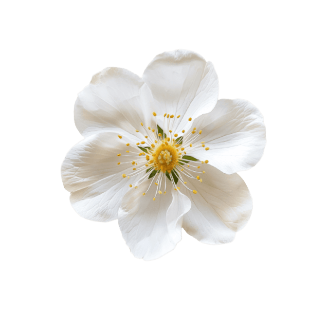 White flower with yellow stamens and green pistil on black background.