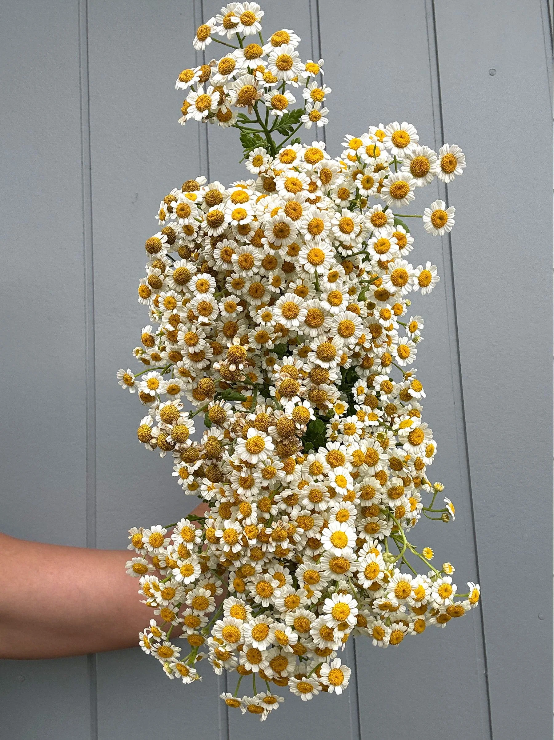 Market Bunch_Gilliflower Studio_Bouquet Daisies.jpg