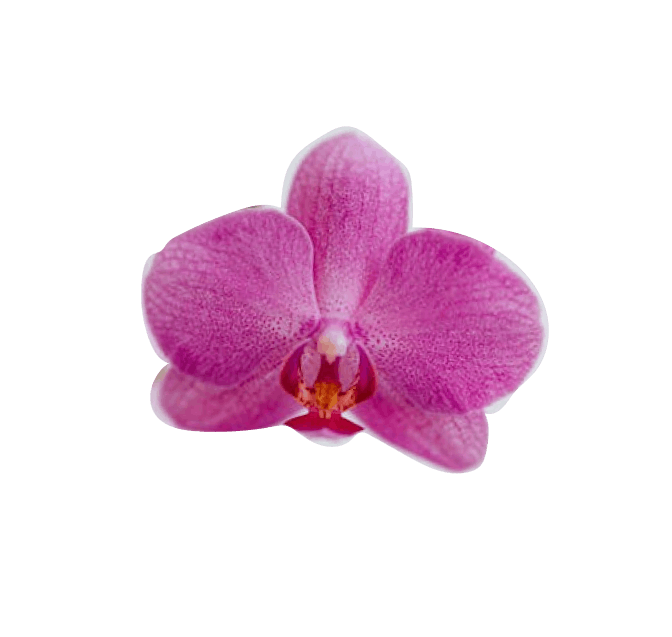 Pink orchid flower with three large petals and a yellow and brown center, isolated on black background.