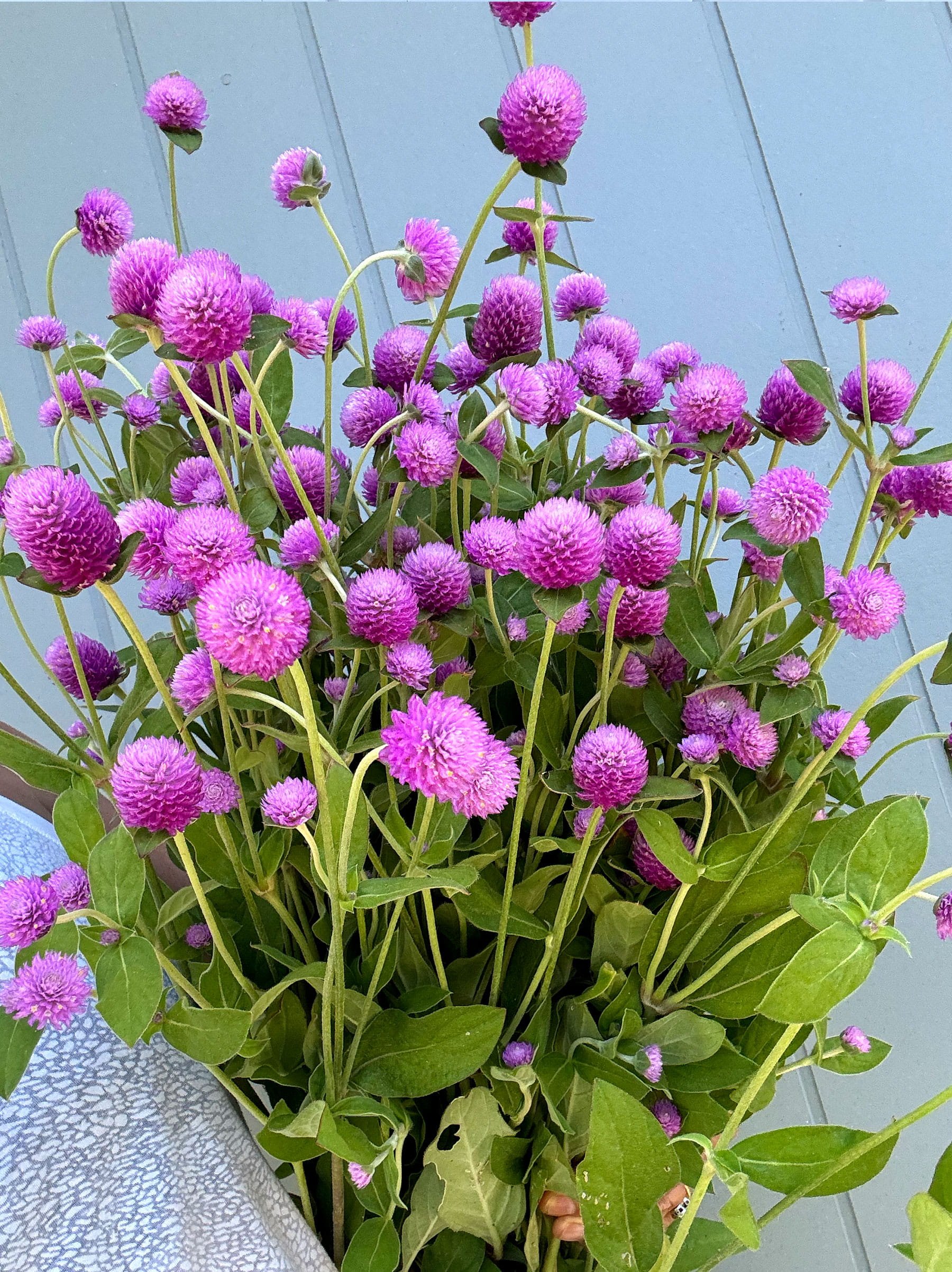 Market-Bunch-3.jpg