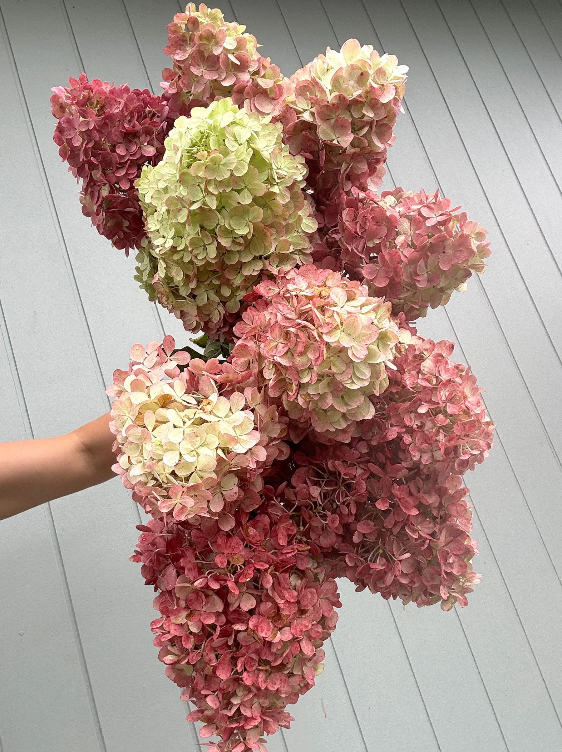 Market Bunch_Gilliflower Studio_Bouquet Hydrangea.jpg