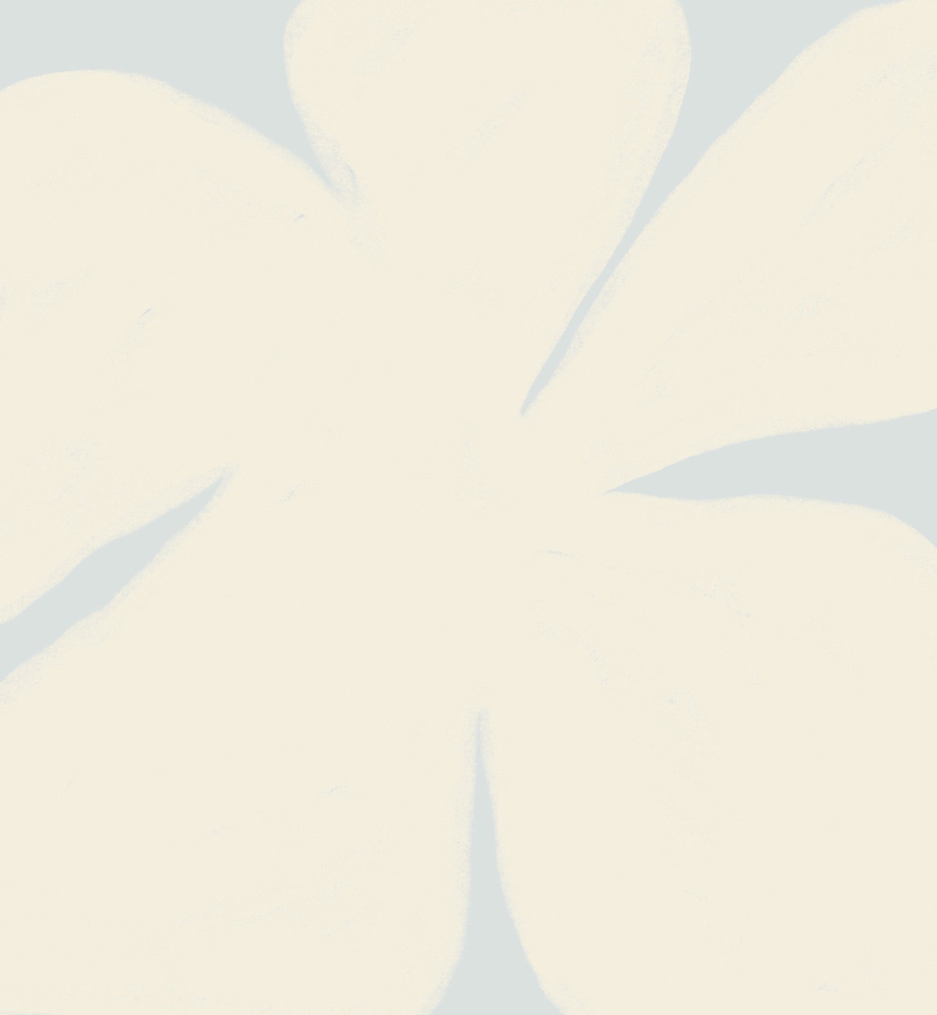 Close-up of a white flower with a pale background.
