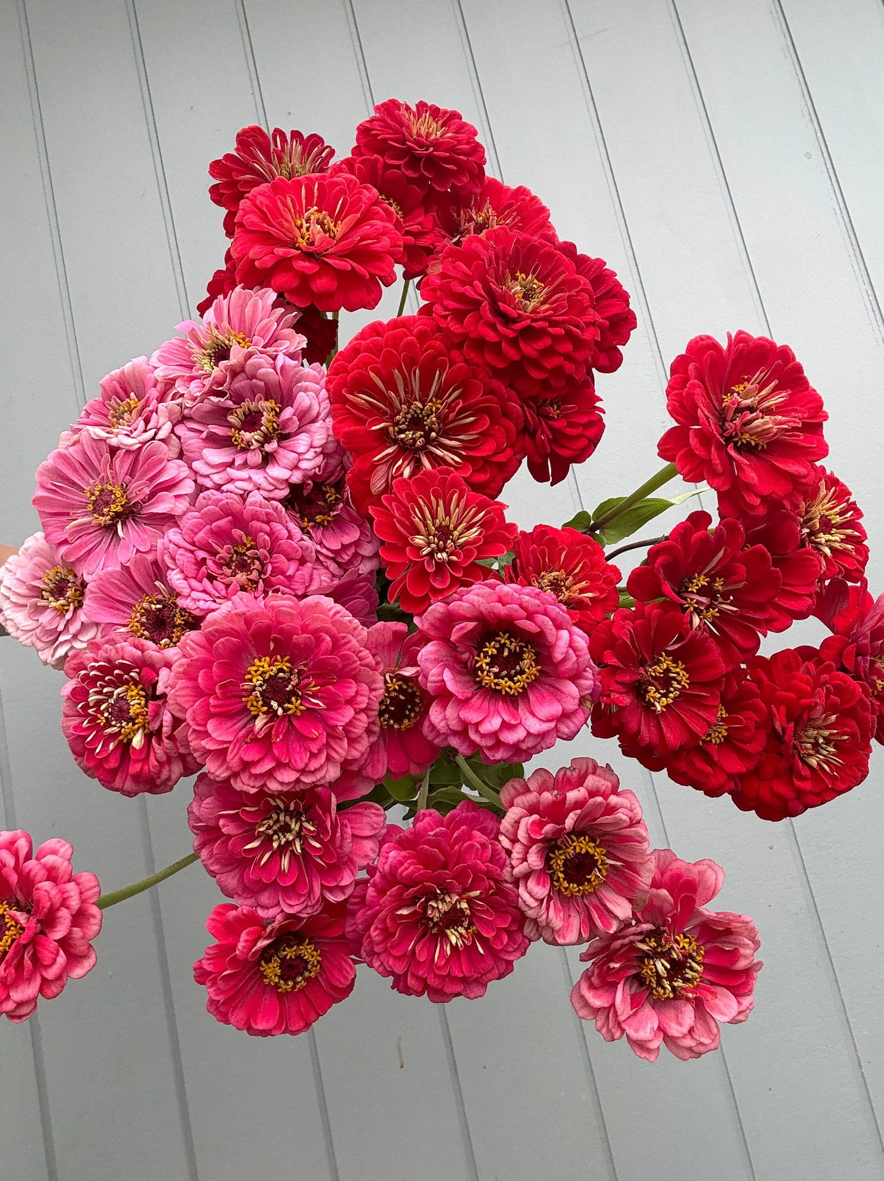 Market Bunch