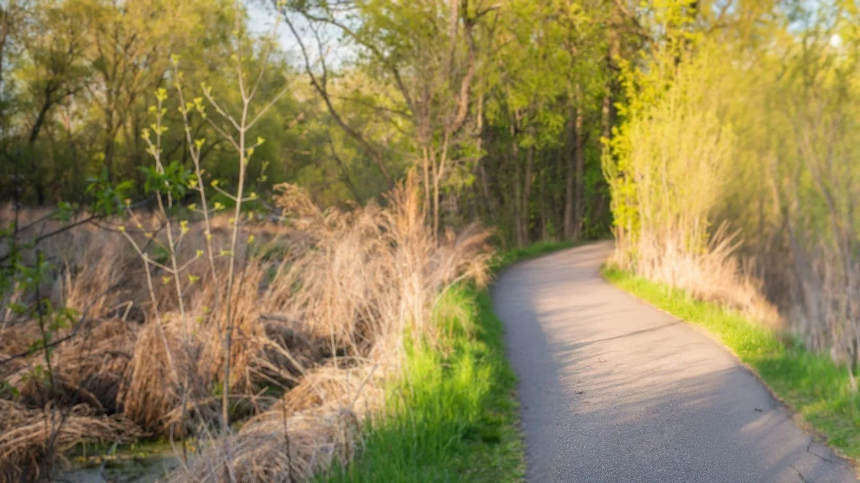 A winding paved trail through lush green trees and dried grasses on the sides, during the daytime.