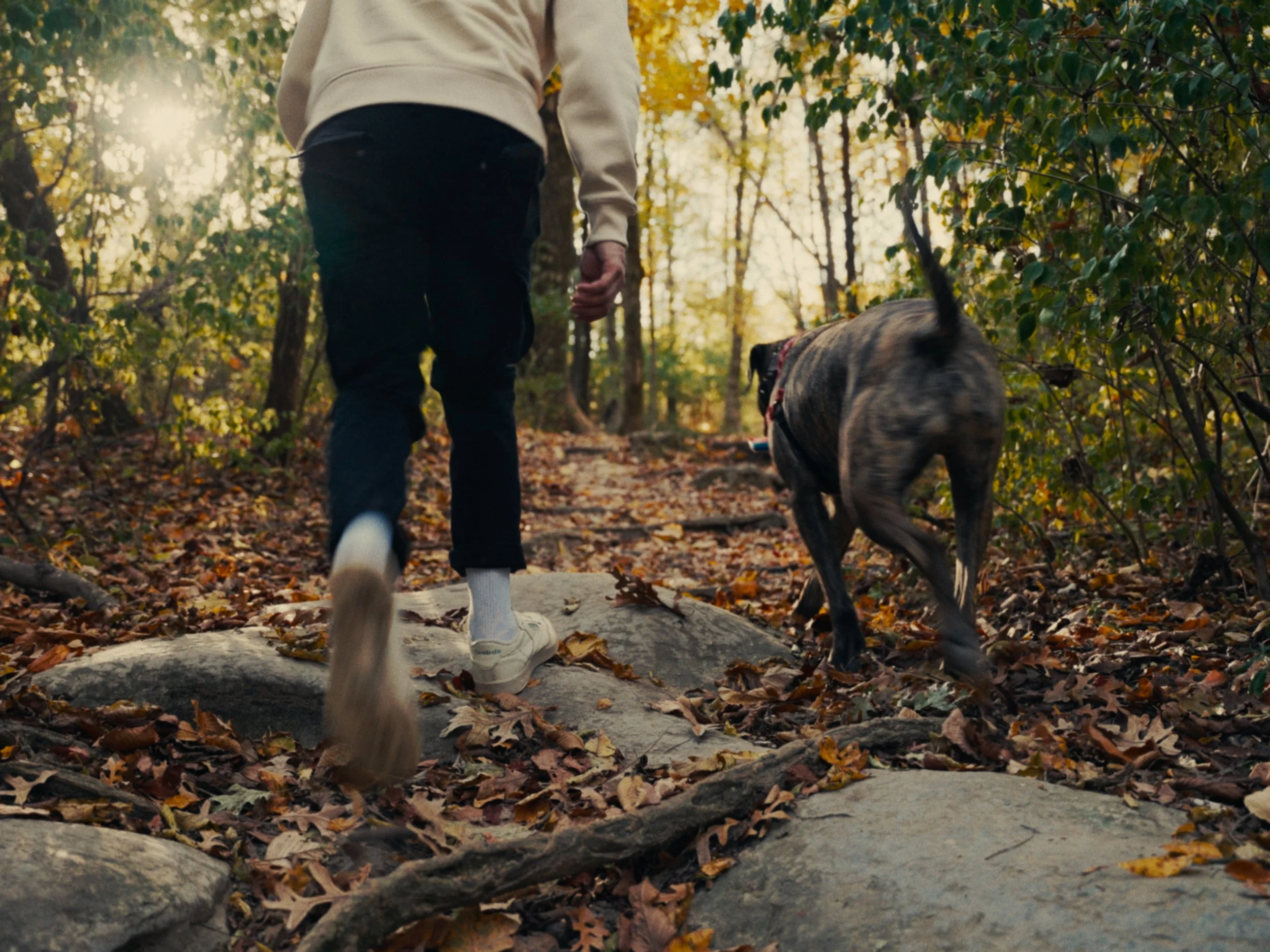 Woods Walking.jpg
