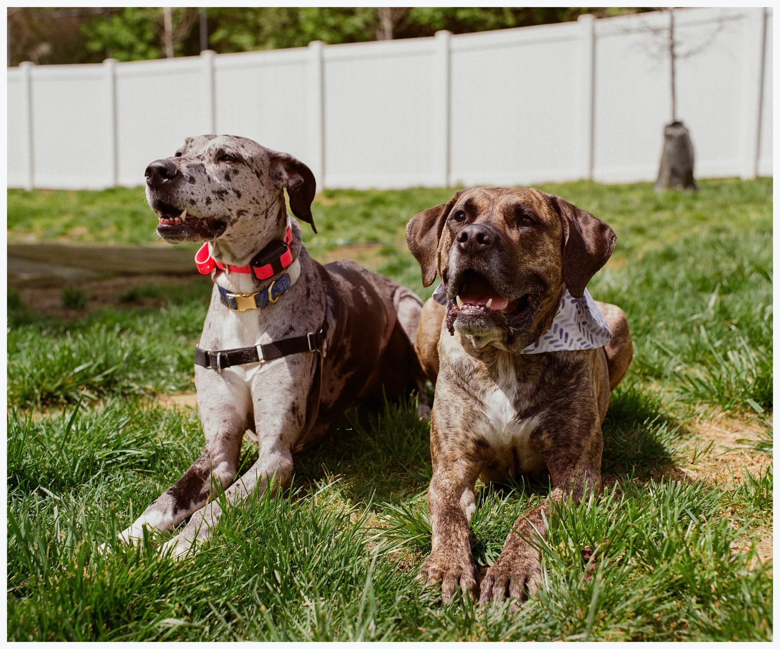 Dogs_120_Border.jpg