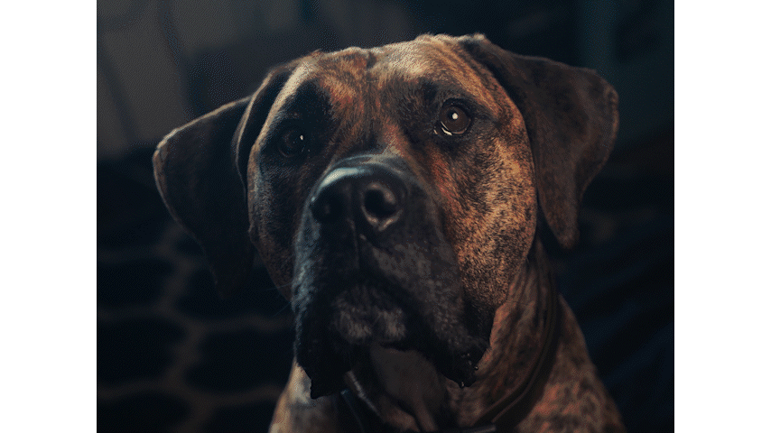Man's Best Friend_Final 12.18.23.gif