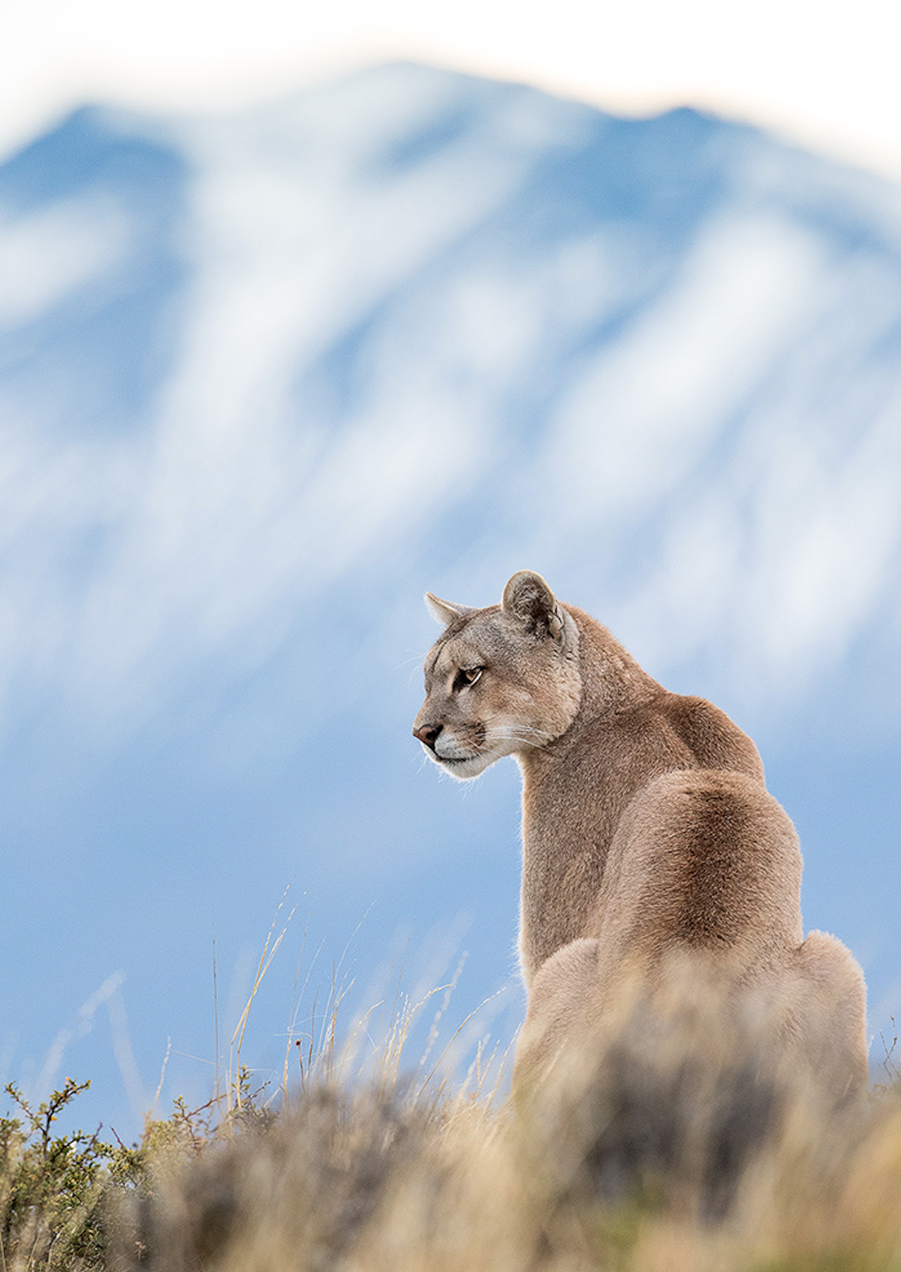 A Reflection on Effort, Pumas, and the Teacher that Came Before