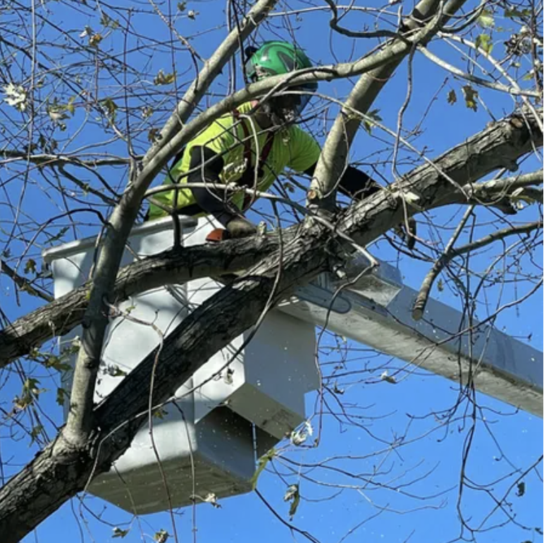 A utility worker wearing a green helmet and bright yellow safety vest is in a bucket lift working on a tree with bare branches against a blue sky.