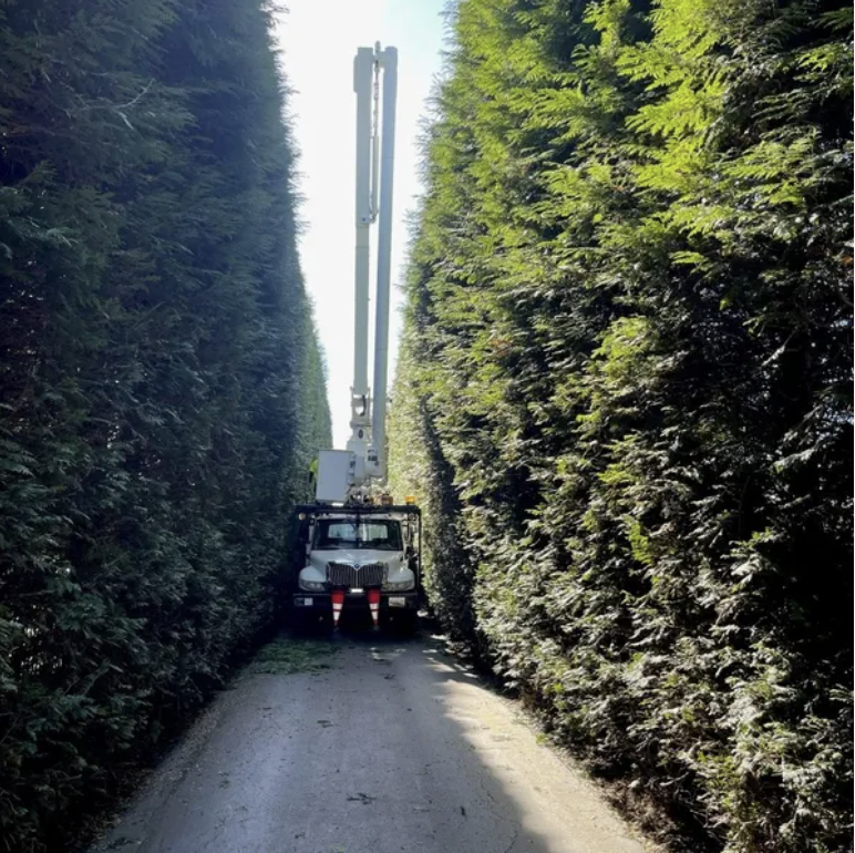 A utility truck with a bucket lift working between two tall green hedges on a narrow dirt path.