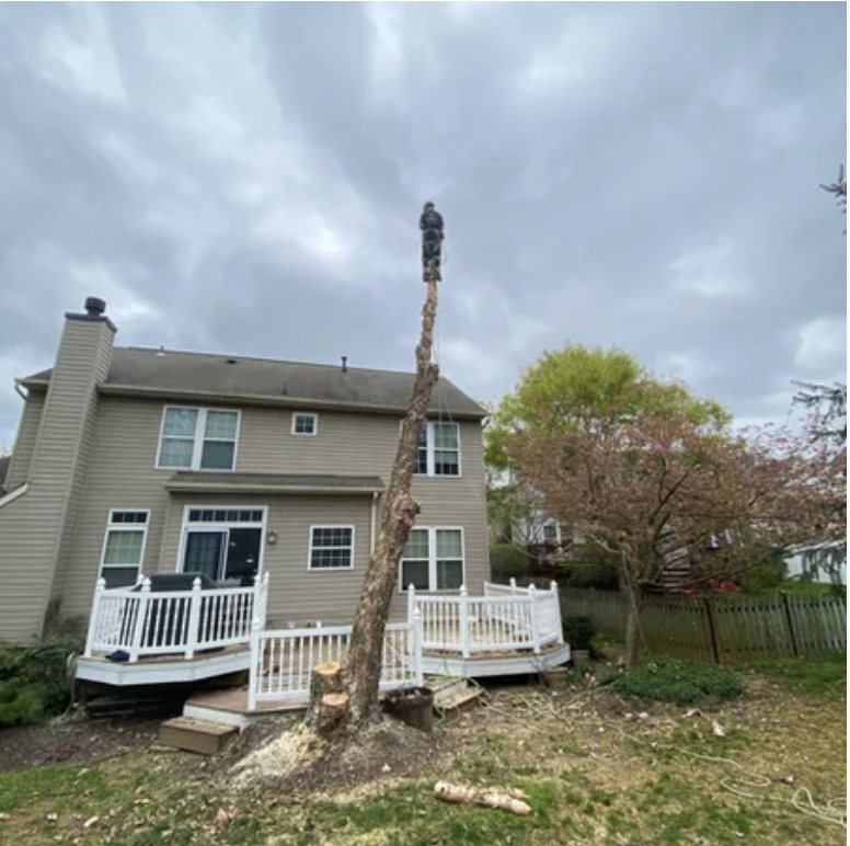 A person standing on top of a tall, thin, and partially cut tree trunk in a backyard, with a two-story beige house with white trim and a deck in the background, and a cloudy sky overhead.