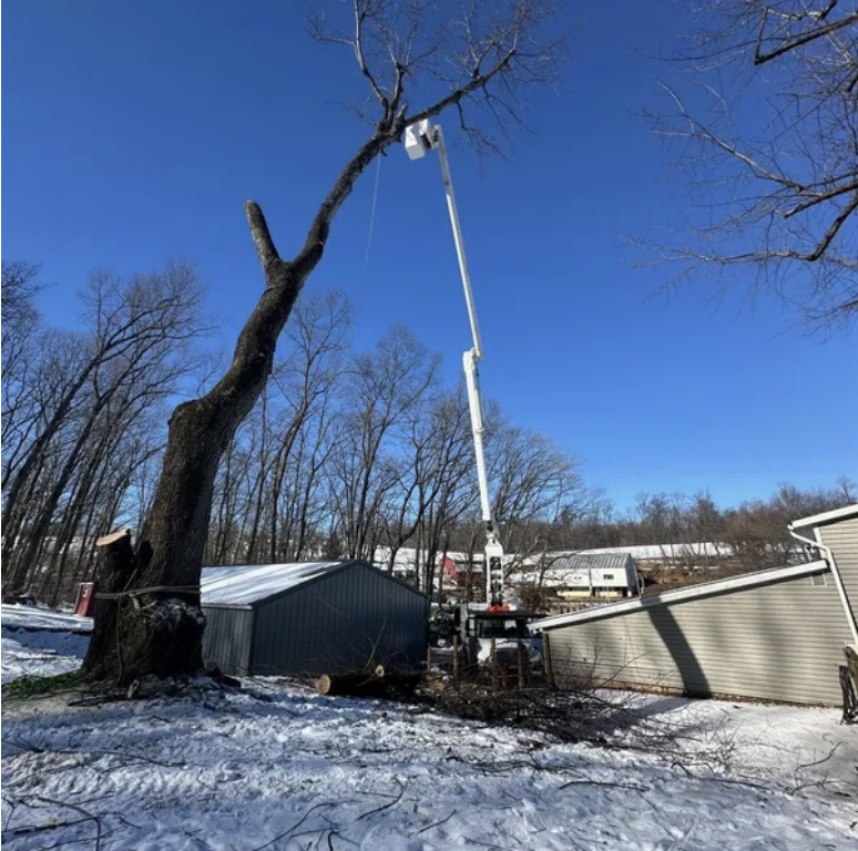 A bucket truck with a raised boom and bucket is cutting a large, leaning tree next to a house in a snow-covered yard.