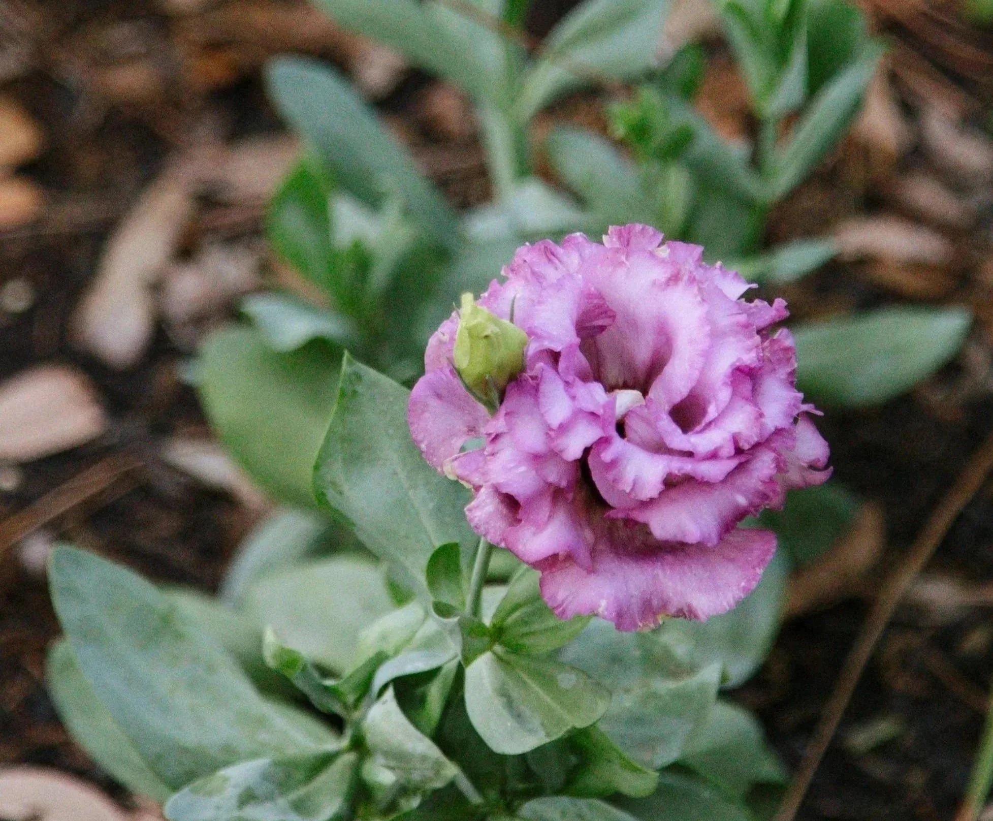 Purple lisianthus flower locally grown in Sarasota, Florida