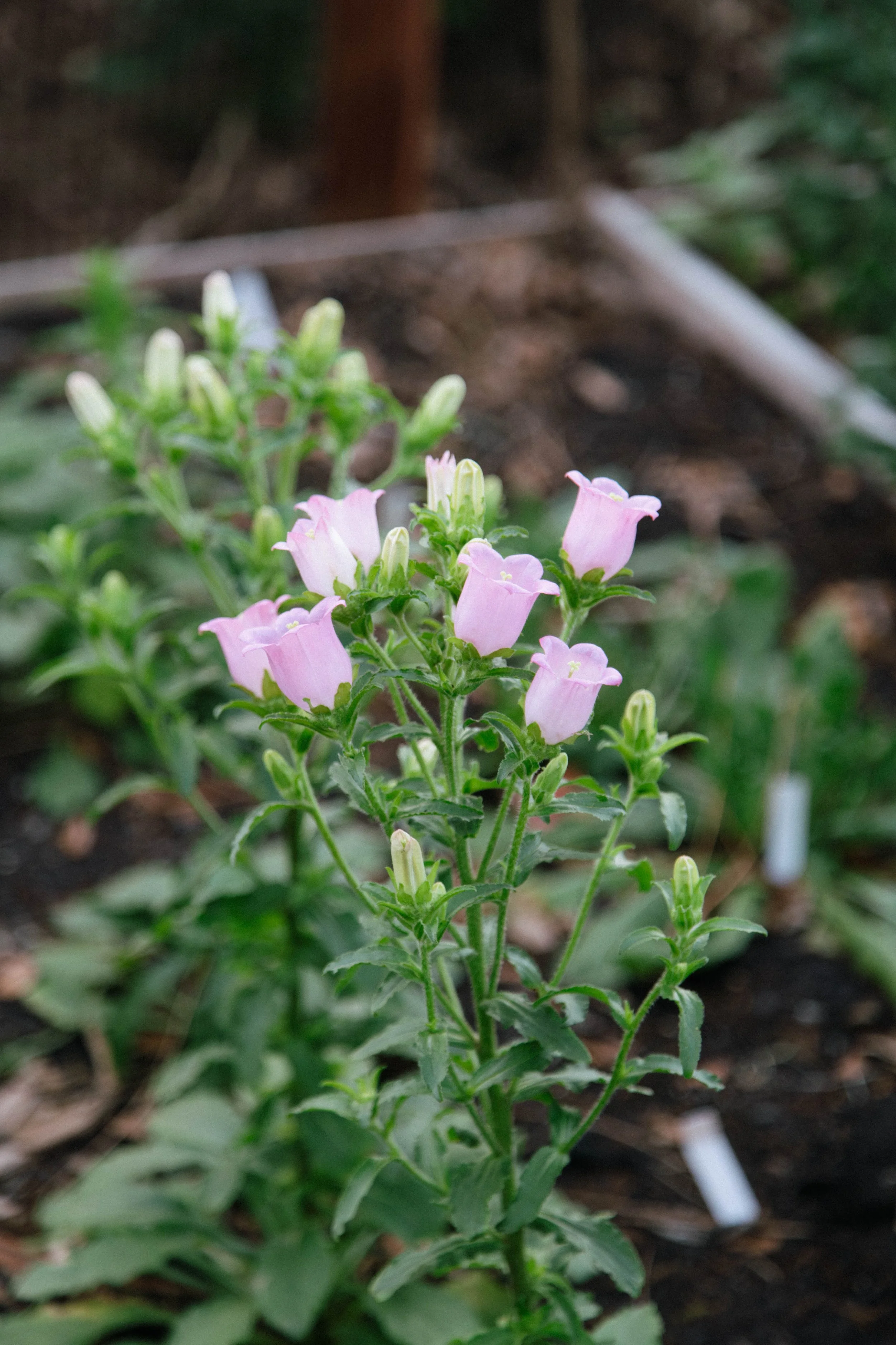 A picture of pink campanula flower in a garden in Sarasota