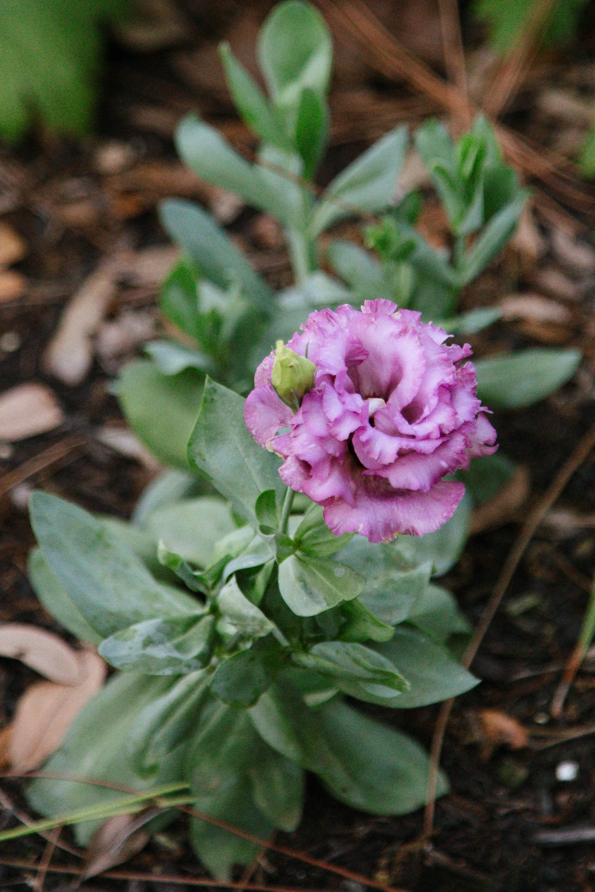Purple lisianthus flower