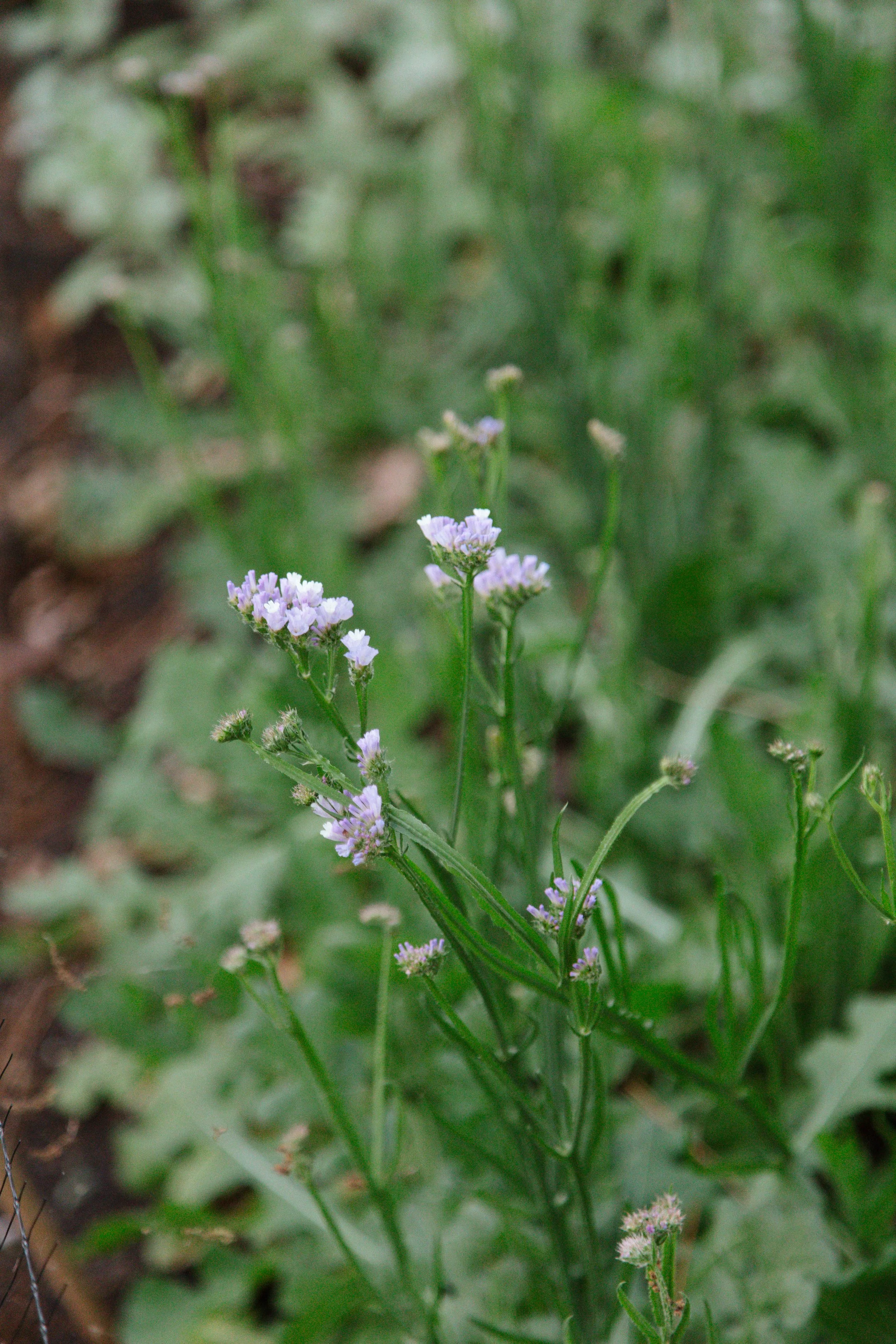 Pastel Statice flower