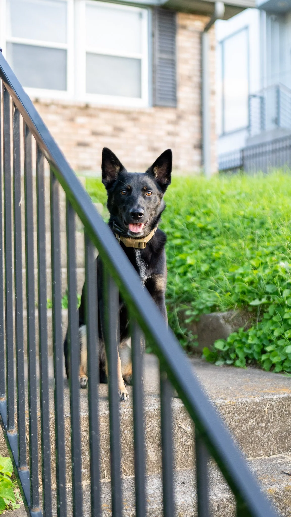 Pet portrait photography in Nashville
