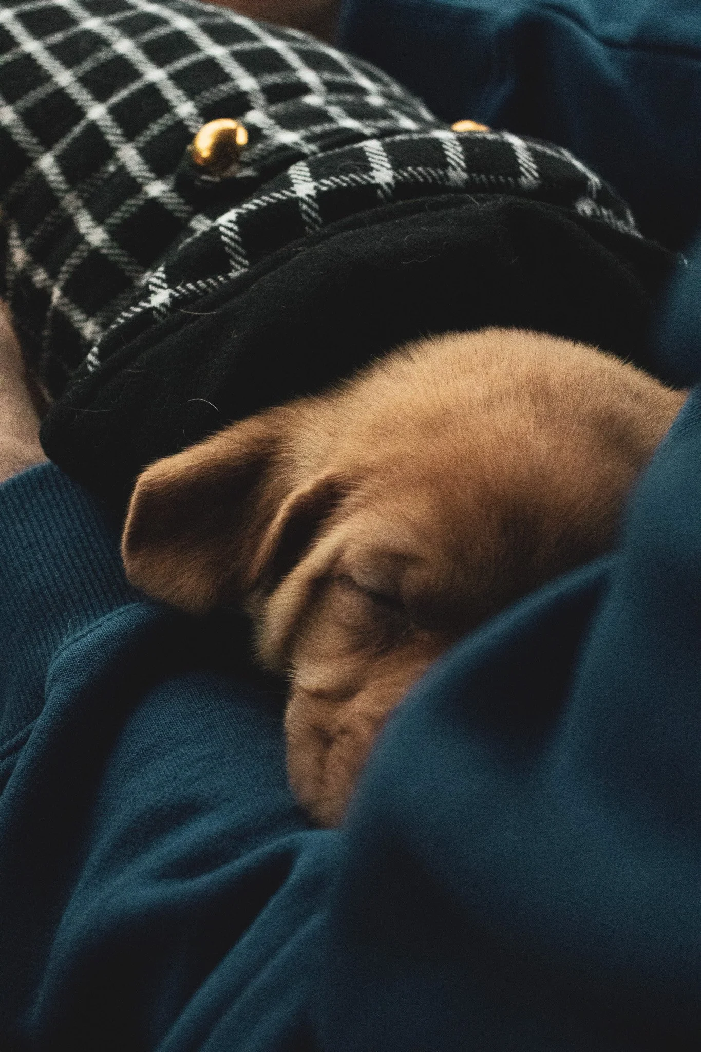 Close-up of a sleeping puppy with tan fur, wearing a black and white checkered jacket with a gold button, resting on a person's lap in a blue hoodie.