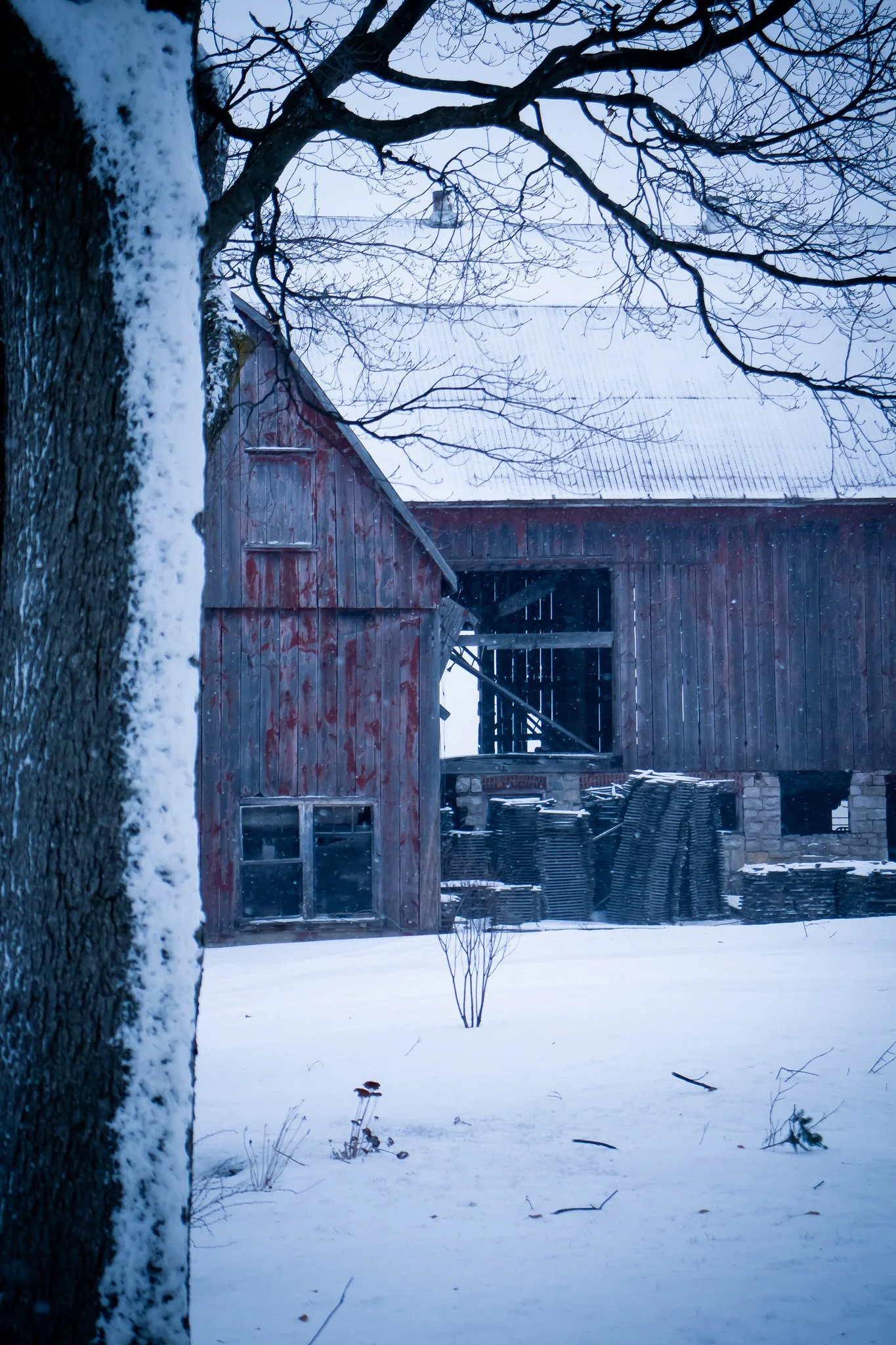 A snowy outdoor scene featuring a partially visible tree with snow on its trunk and branches, a red wooden barn with an open door, and a snow-covered ground with some small plants and twigs in the foreground.