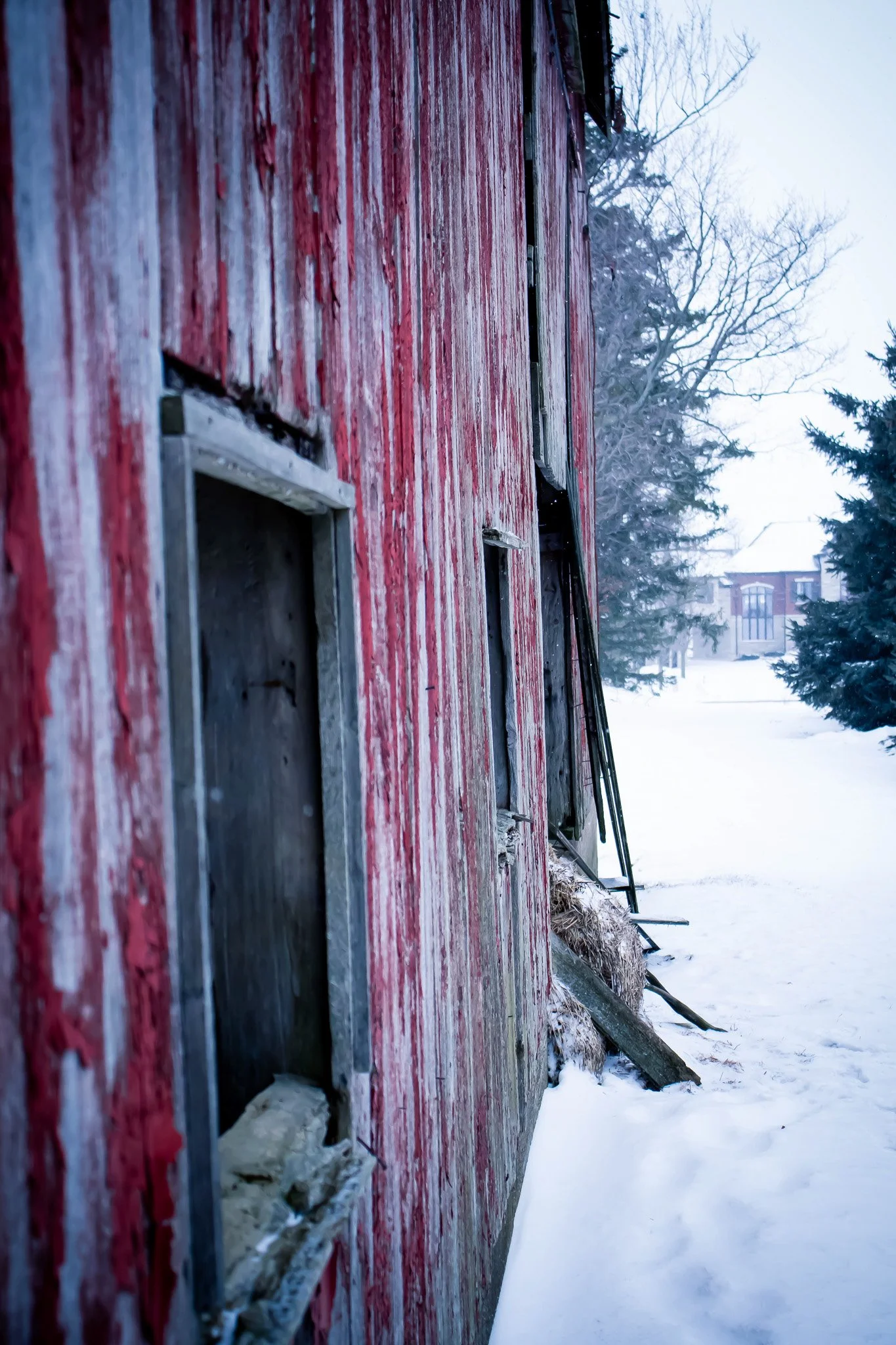 Side view of an old, weathered red barn with partially open windows and weathered wood planks, surrounded by snow and leafless trees in winter.