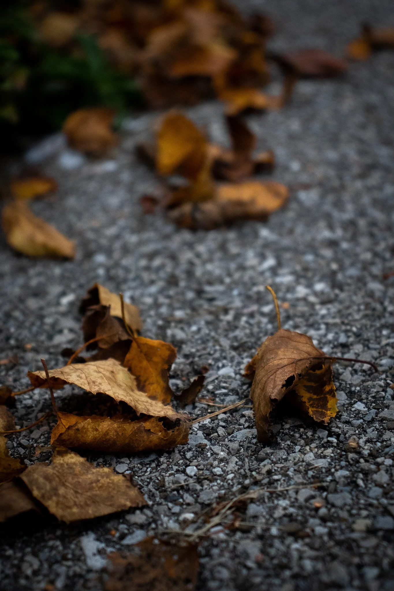 Close-up of fallen yellow and brown autumn leaves on a gravel path.