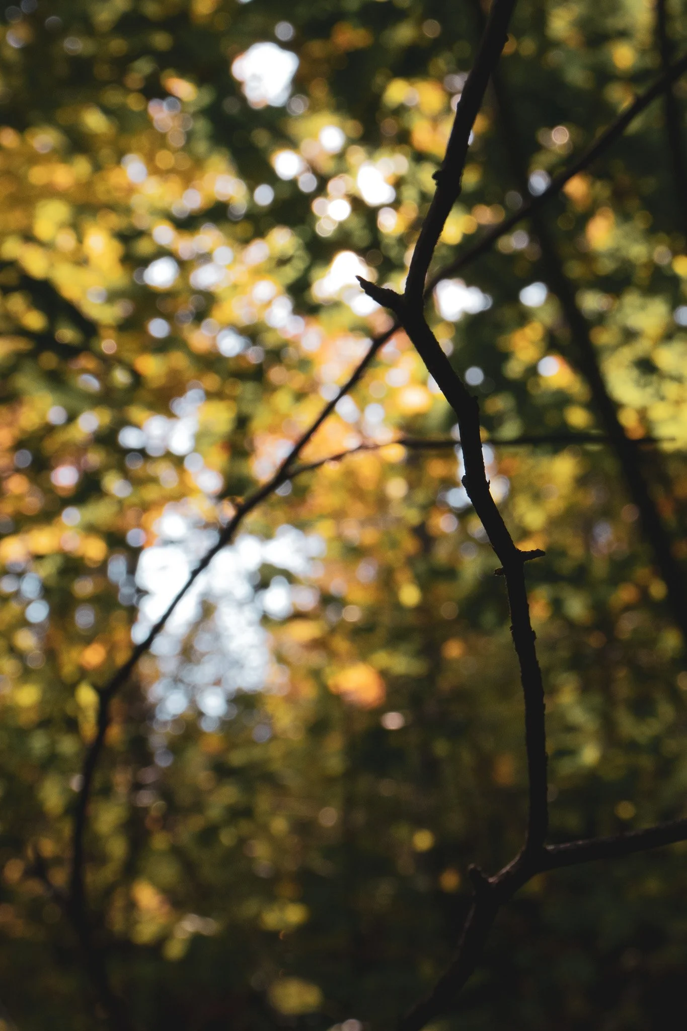 Close-up view of a tree branch with blurred autumn foliage background and bokeh light effects.