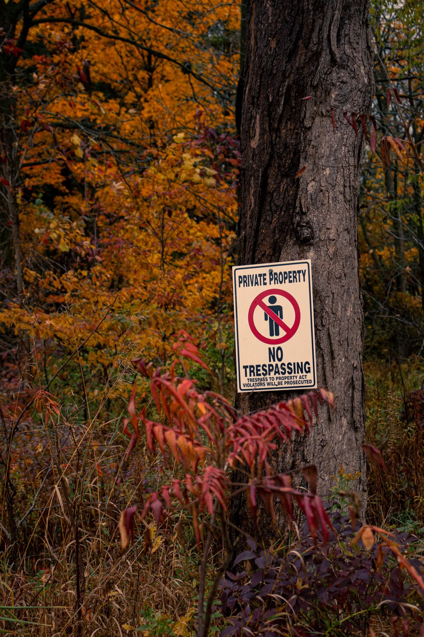 Tree with a 'No Trespassing' sign attached to the trunk amidst colorful autumn leaves.